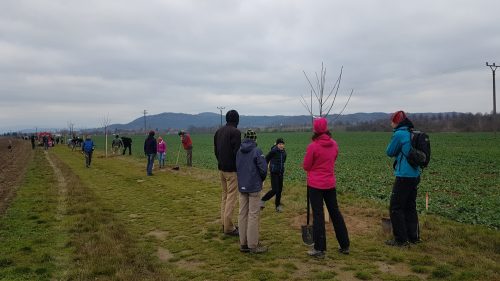 2019 s&aacute;zen&iacute; aleje